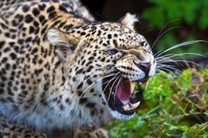 angry-leopard