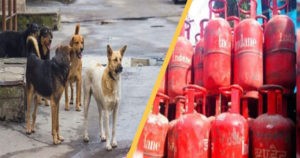 हिमाचल : यहां कुत्ता गोद लेने पर मुफ्त मिलेगा गैस सिलेंडर, प्रशासन की अनोखी पहल 