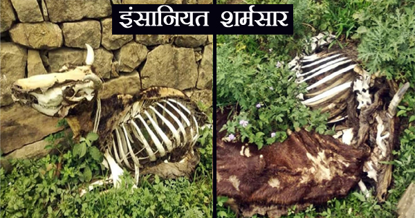 #हिमाचल : बैलों को जंगल में बांधकर छोड़ा...तीन महीने बाद रस्सी से बंधे मिले कंकाल