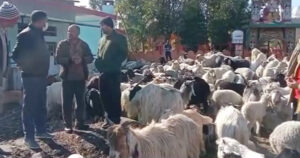 बेकाबू टिप्पर ने कुचल दी दर्जनों भेड़-बकरियां, फरार चालक की तलाश में खंगाली जा रही CC फुटेज