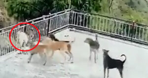 घर के लैंटर पर बंधे बकरी के बच्चे को नोच-नोच कर खा गए कुत्ते, घटना CC कैमरे में कैद